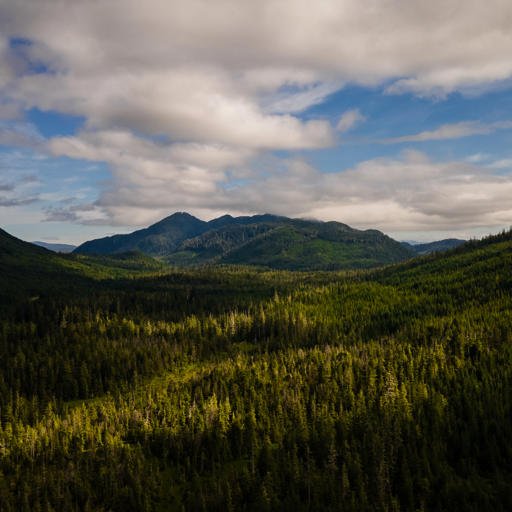 Administration to End Protections for 58 Million Acres of National Forests…