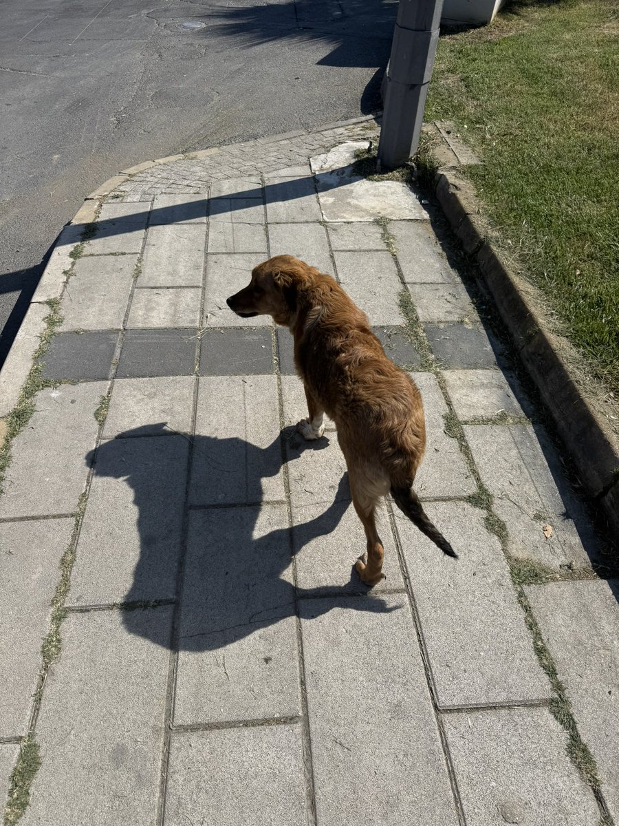 Sabah okula giderken peşime şu vatandaş takıldı, arkamdan yürüdüğü için hafif tırstım arada önüme geç diyorum iki sn sonra tekrar arkaya geçiyor yolda arkadaşımla konuşurken muhabbetten sıkılmış olacak ki gitti 🫠