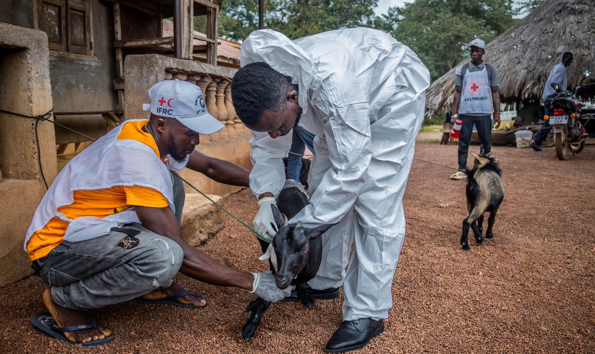 IFRC Africa (@ifrcafrica) on Twitter photo When goat plague threatened a community’s livelihoods in rural Sierra Leone, swift action from trained <a href="/slrcstoday/">Sierra Leone Red Cross Society</a> volunteers & local authorities contained the outbreak before it spread.
Find out more: bit.ly/40ig5pH
#EpidemicPreparedness When goat plague threatened a community’s livelihoods in rural Sierra Leone, swift action from trained <a href="/slrcstoday/">Sierra Leone Red Cross Society</a> volunteers & local authorities contained the outbreak before it spread.
Find out more: bit.ly/40ig5pH
#EpidemicPreparedness