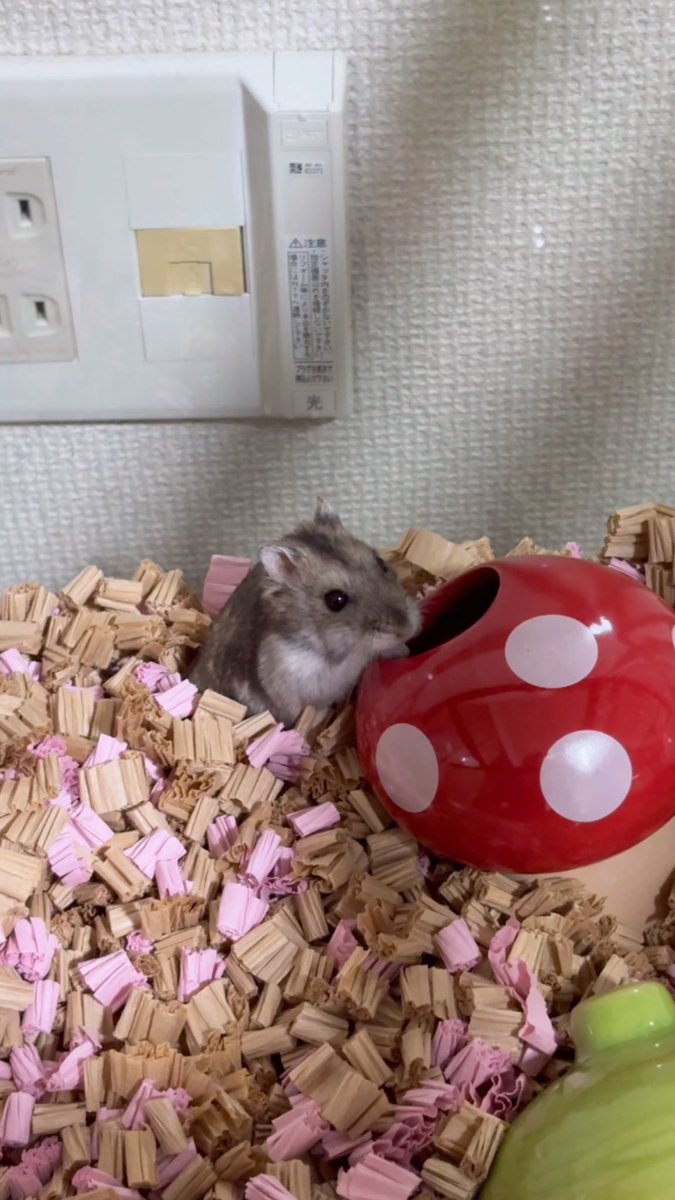 hamhikos's tweet image. るく、みっけ🐹✨

#るく