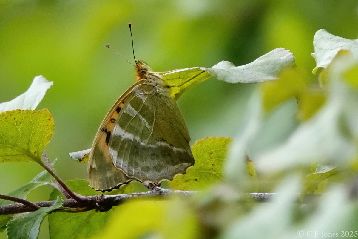 Craig Jones (@craig63jones) on Twitter photo Just emerged female Silver-washed Fritillary. Tiddesley Wood, Worcs 23/6/25
<a href="/BC_WestMids/">West Midlands Butterfly Conservation</a> <a href="/WorcsWT/">Worcs Wildlife Trust</a> <a href="/savebutterflies/">Butterfly Conservation 🦋</a> Just emerged female Silver-washed Fritillary. Tiddesley Wood, Worcs 23/6/25
<a href="/BC_WestMids/">West Midlands Butterfly Conservation</a> <a href="/WorcsWT/">Worcs Wildlife Trust</a> <a href="/savebutterflies/">Butterfly Conservation 🦋</a>