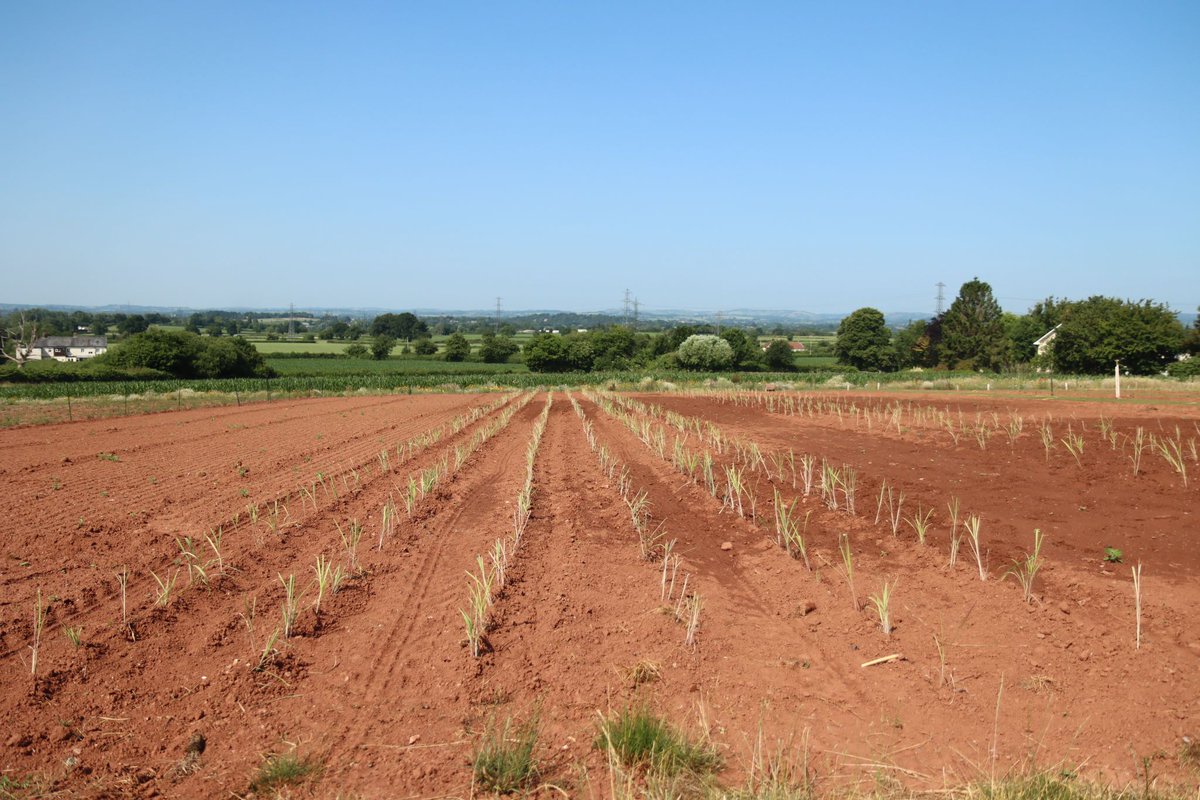 Big steps in #bioenergy! At our Taunton trials (part of DESNZ-funded #TEMPEC), we’ve tested high-yielding Miscanthus &amp; energycanes 🌾 Now multiplying the best performers to scale up for UK deployment with our partners <a href="/EsgNatural/">ESG Natural Capital</a>.

#NetZero #EnergyCrops #Biomass #CleanEnergy