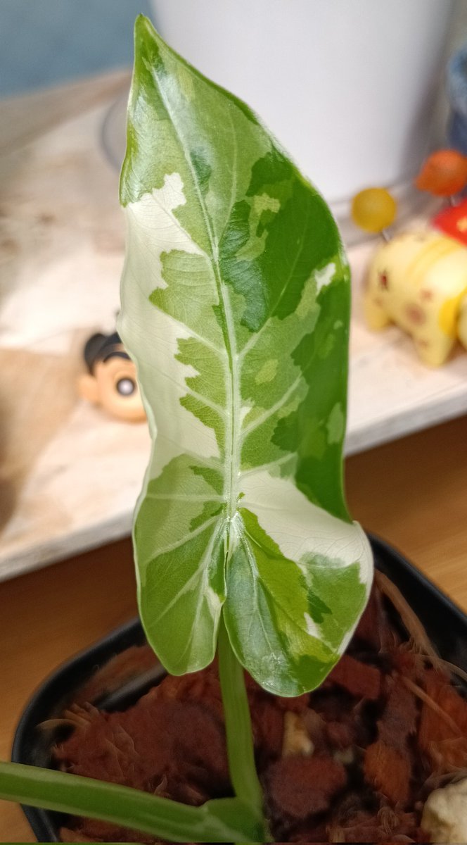 クワズイモ先輩…新しいはっぱの柄もかわい😚