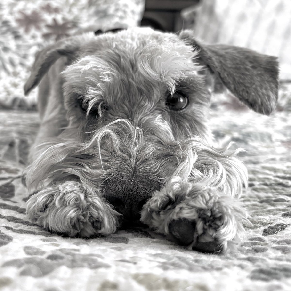 "I’m watching you, Wazowski. Always watching. Always."

Seriously, what’s the deal with that Schnauzer stare?

#ldnont #canada #callithewonderschnauzer #actofdog #monochrome