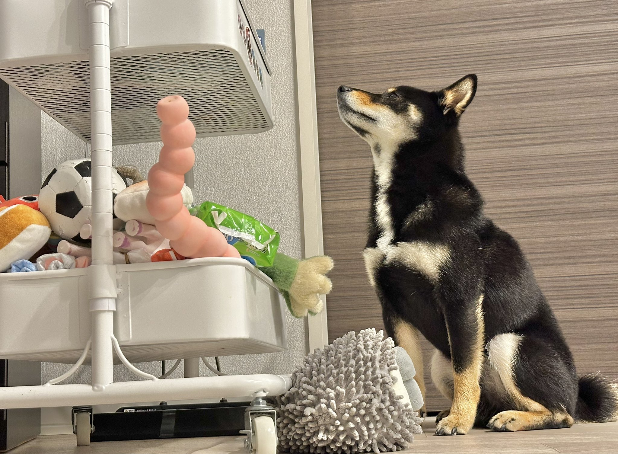 むーこ。 | 。 雨なんか関係ないむーちゃん🥔 #柴犬 #むー