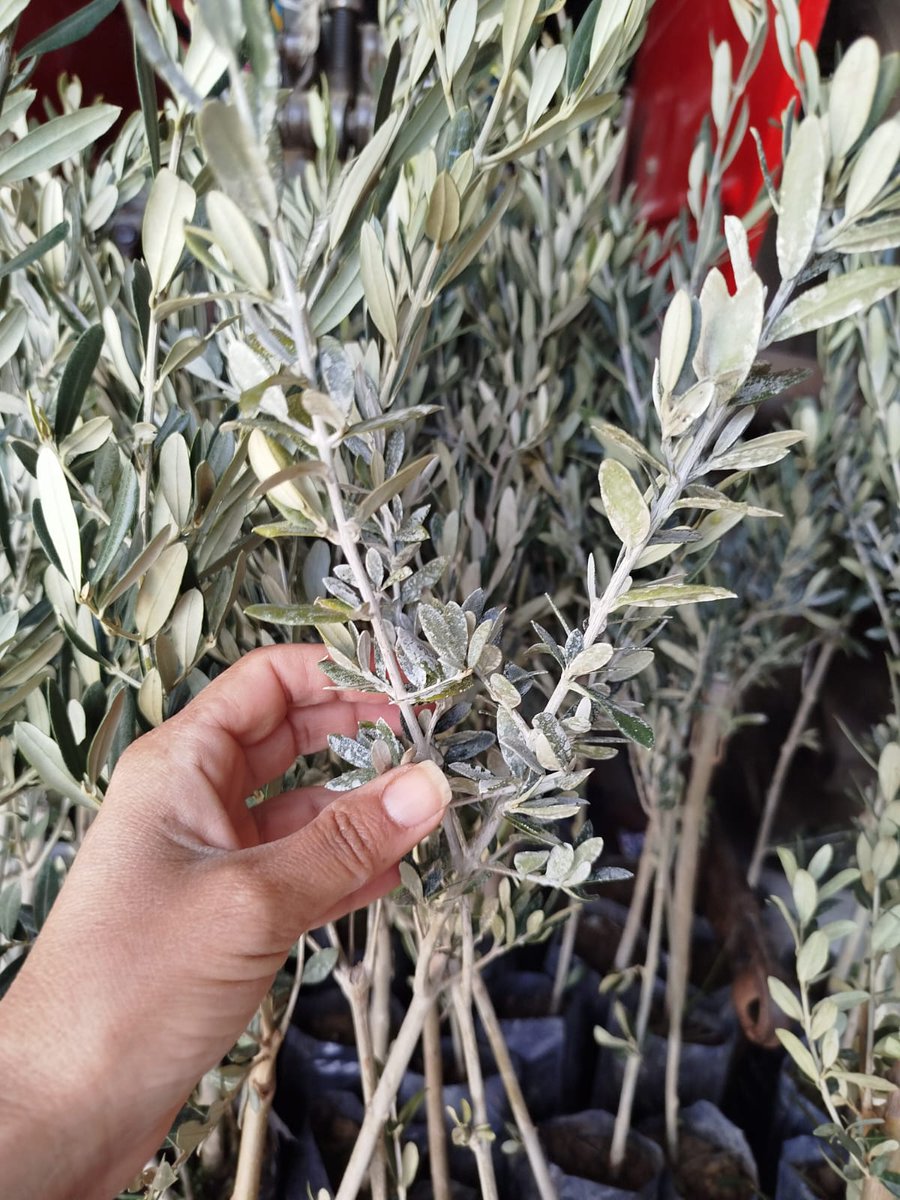 📌 Zeytin Dalından Akan Barış mı, Yoksa Savaş mı?

Türkiye, hem Avrupa’yı hem Asya’yı birbirine bağlayan stratejik köprümüz; İstanbul ve Çanakkale Boğazı ile Karadeniz’e açılan geçidimiz. Subtropikal iklimi, ormanları, dağları, bozkırları, sulak alanları ve kıyı ekosistemleriyle