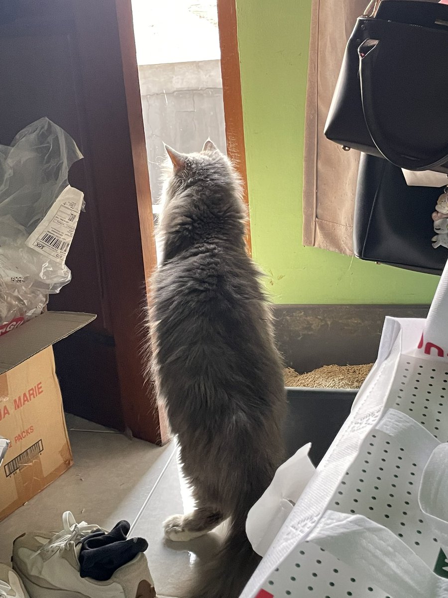 masa cirro dikatain kambing sama papa??😠😠😠😠