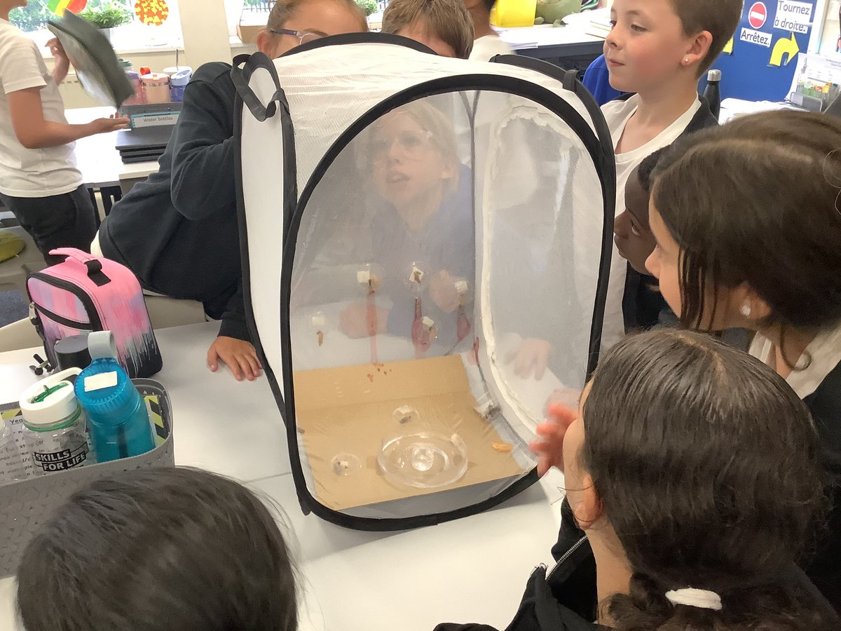 ReinwoodJuniors's tweet photo. We finally have butterflies 🦋 in #RJS5C.
#RJSSCIENCE https://t.co/NhK5DlFtoj