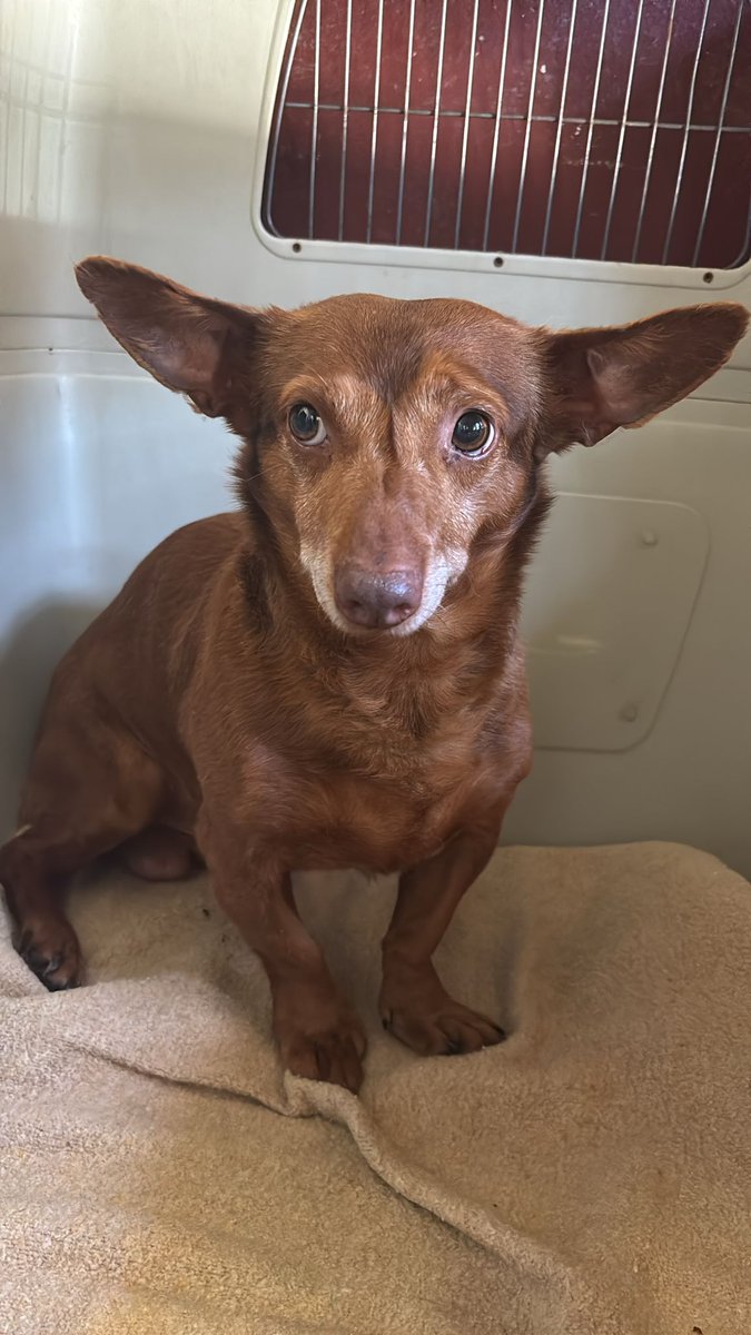 SOS Abuelos (@sosabuelos1) on Twitter photo #Cádiz
Contacto: sosperreradelosbarrios@hotmail.com
Este pequeño y precioso caballero, de unos 7 años y solo 7 kg, es #PULGARCITO.
Ha llegado recientemente a la perrera, así que todavía lo estamos conociendo, pero hasta ahora se está adaptando muy bien.
Pulgarcito se lleva #Cádiz
Contacto: sosperreradelosbarrios@hotmail.com
Este pequeño y precioso caballero, de unos 7 años y solo 7 kg, es #PULGARCITO.
Ha llegado recientemente a la perrera, así que todavía lo estamos conociendo, pero hasta ahora se está adaptando muy bien.
Pulgarcito se lleva