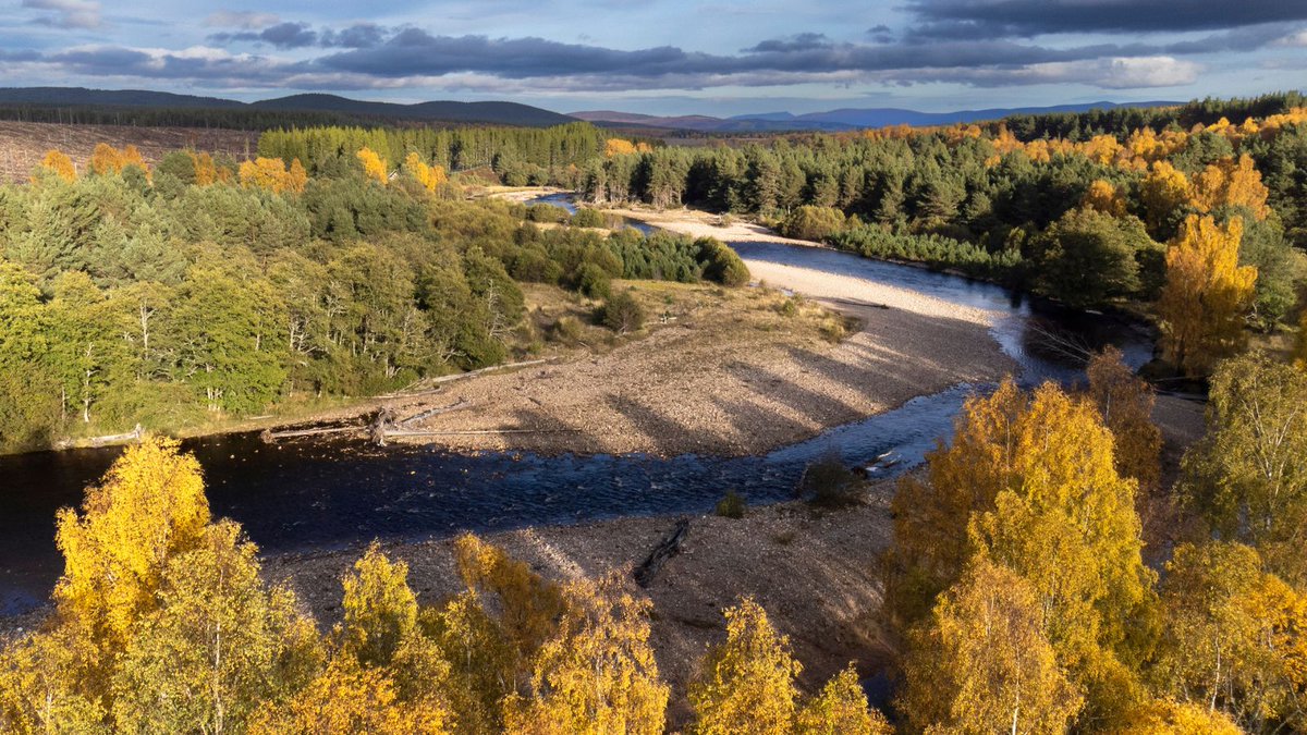 ScotRewilding's tweet image. 🌱 Natural woodland regeneration is vital to a healthier, wilder Scotland.
That’s why we welcomed a recent parliamentary question from Graham Simpson MSP @GrahamSMSP, asking what the Scottish Government @scotgov is doing to promote it.
The reply notes that over 9,000 hectares…