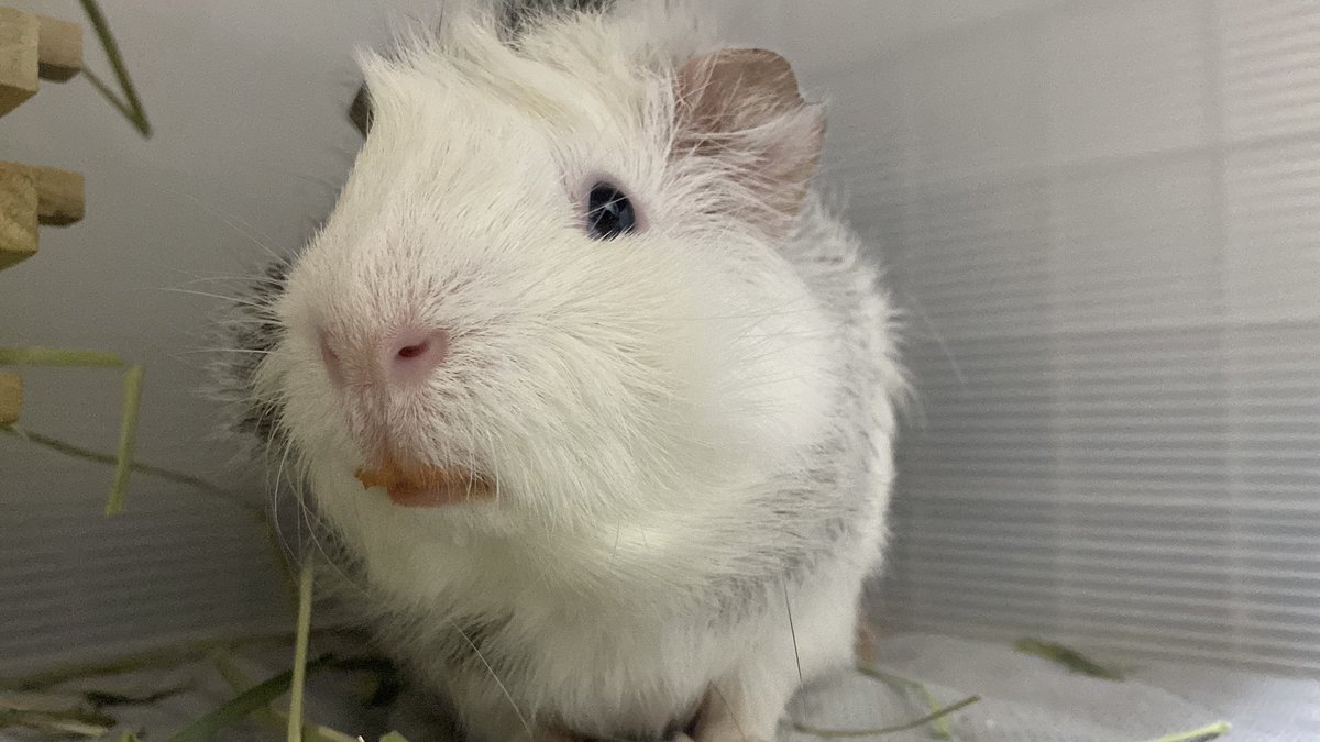 _guineapig_aru_'s tweet image. 「あ、今日使ってるリップ？自然由来のミニトマト汁紅ぷぃよ💋」