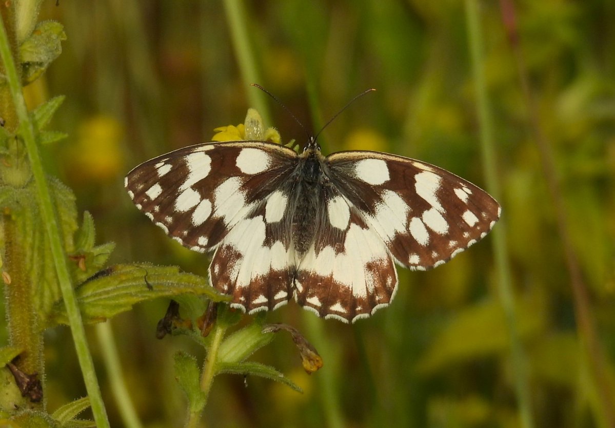 MEDIOLUTO NORTEÑA /Melanargia galathea/ descansando con las alas abiertas. 
Es una mariposa bastante común por aquí (Vitoria y alrededores)