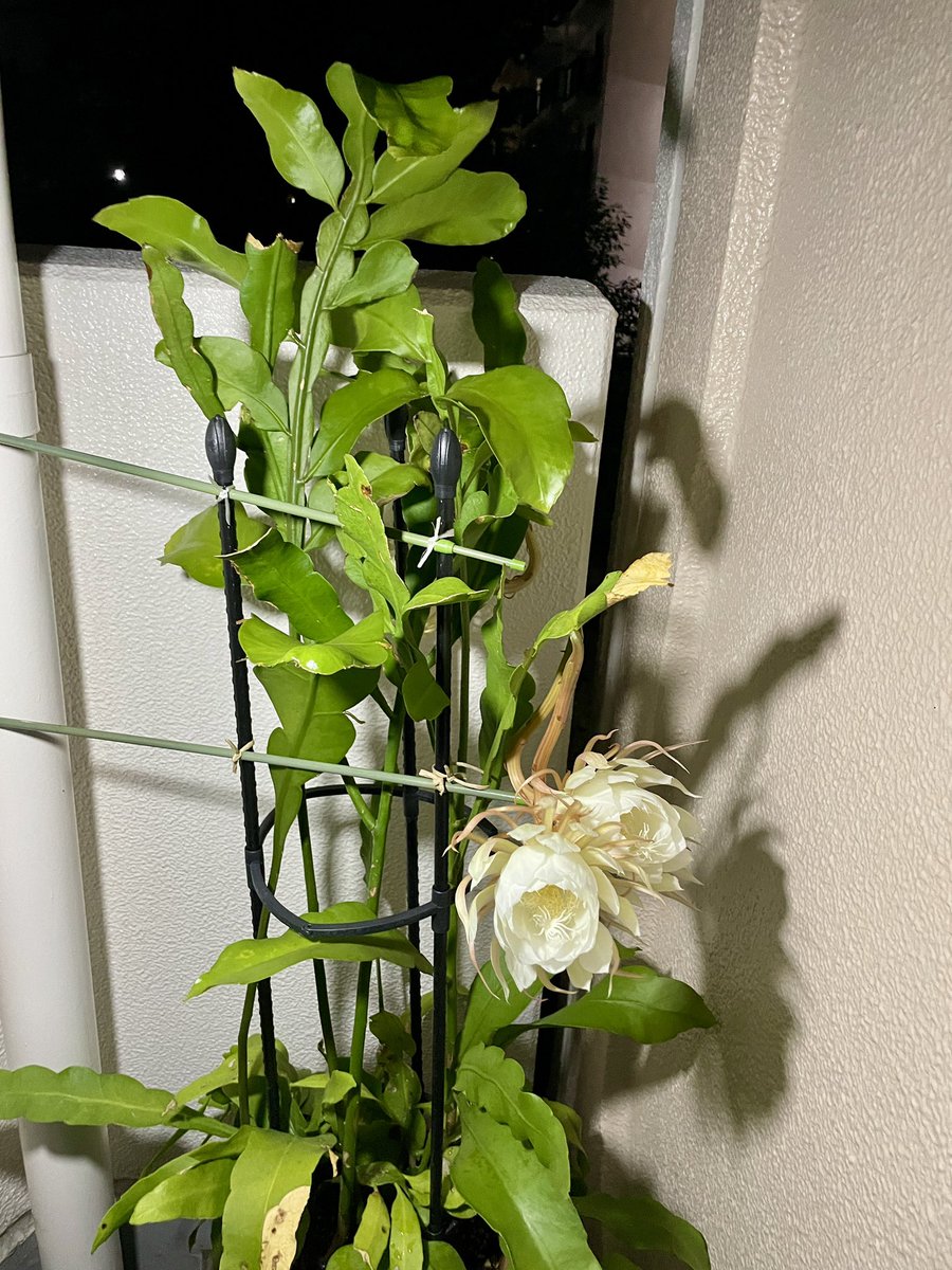 h_tohma's tweet image. 昨夜遅くに月下美人が良い香りを放ちながら開花しました。トーマに香りを伝えたかったのですがすでに夢の途中でした。
#月下美人
#iPhone12Pro