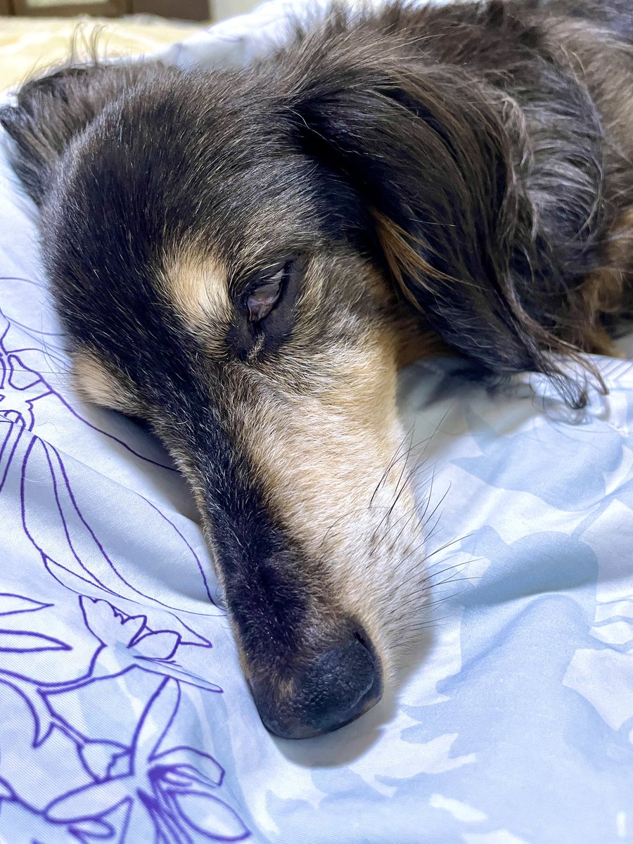 h_tohma's tweet image. 昨夜遅くに月下美人が良い香りを放ちながら開花しました。トーマに香りを伝えたかったのですがすでに夢の途中でした。
#月下美人
#iPhone12Pro