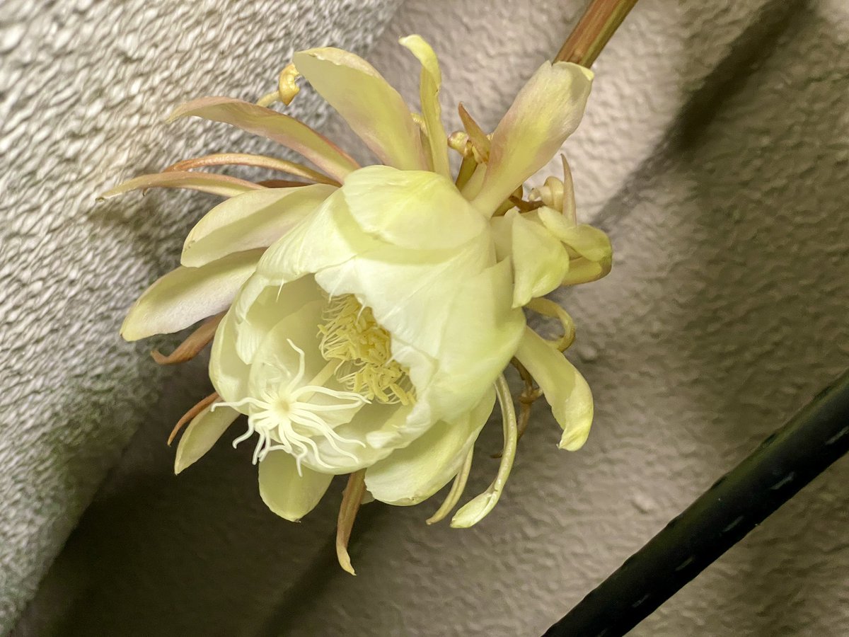 h_tohma's tweet image. 昨夜遅くに月下美人が良い香りを放ちながら開花しました。トーマに香りを伝えたかったのですがすでに夢の途中でした。
#月下美人
#iPhone12Pro