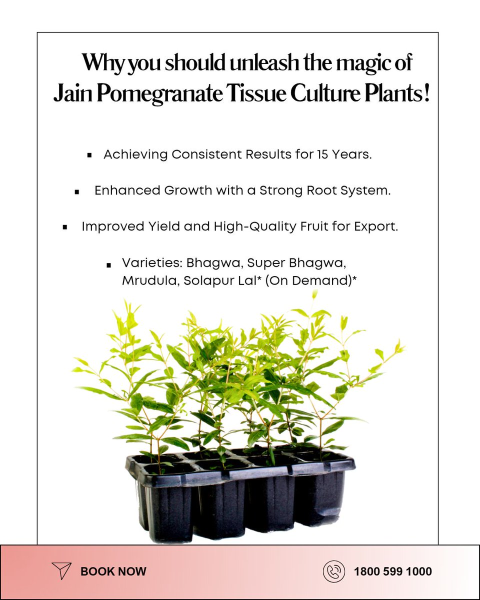 Meet the powerhouse of your farm — Jain Pomegranate Tissue Culture Plants! 🌿
It’s precision-grown pomegranate power with:

✅ Uniform plants that don’t play games
✅ Disease-free start = stress-free growth
✅ Bigger, juicier fruits that steal the show
✅ More yield, more pride,