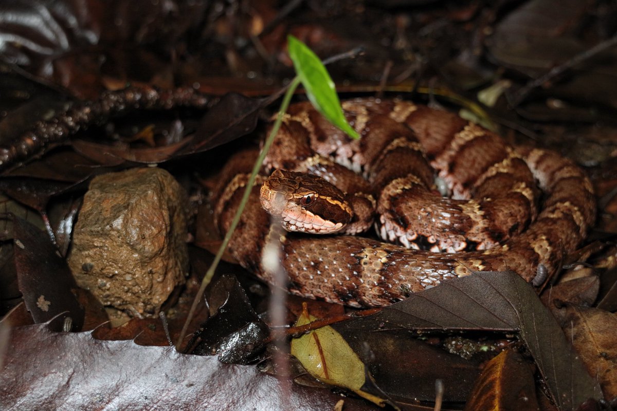 ニホンマムシ
𝘎𝘭𝘰𝘺𝘥𝘪𝘶𝘴 𝘣𝘭𝘰𝘮𝘩𝘰𝘧𝘧𝘪𝘪

枝が...。