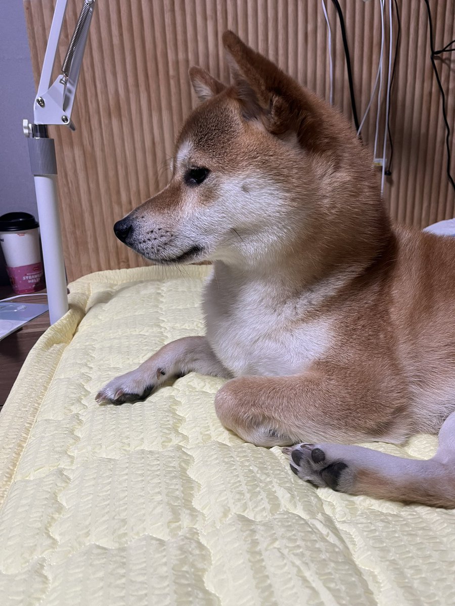 Roy__Rocket's tweet photo. 새 커버가 마음에 드시는 로이군 https://t.co/nEluwdLS44