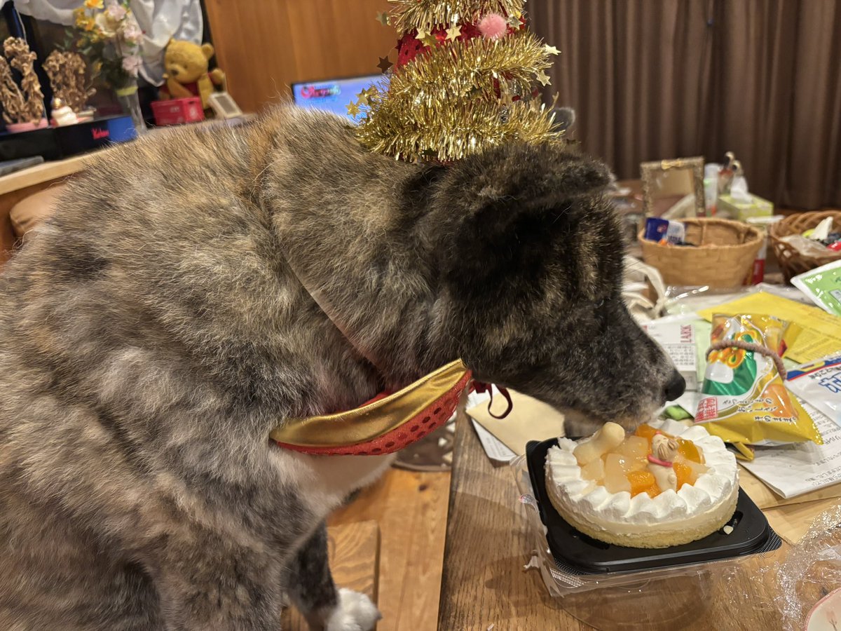 今日も父ちゃん帰宅からのゆずちゃん雨の中の夕方散歩徘徊でした☔️からの晩酌タイムです🍺今日のアテは唐揚げです🍗ゆずちゃんスタンバって来たんでゆずちゃんには素揚げの鶏肉をお裾分けです🐶からのゆずちゃん９歳のお誕生日会です🎉ゆずちゃんバースデーケーキを🧁堪能してました🐶