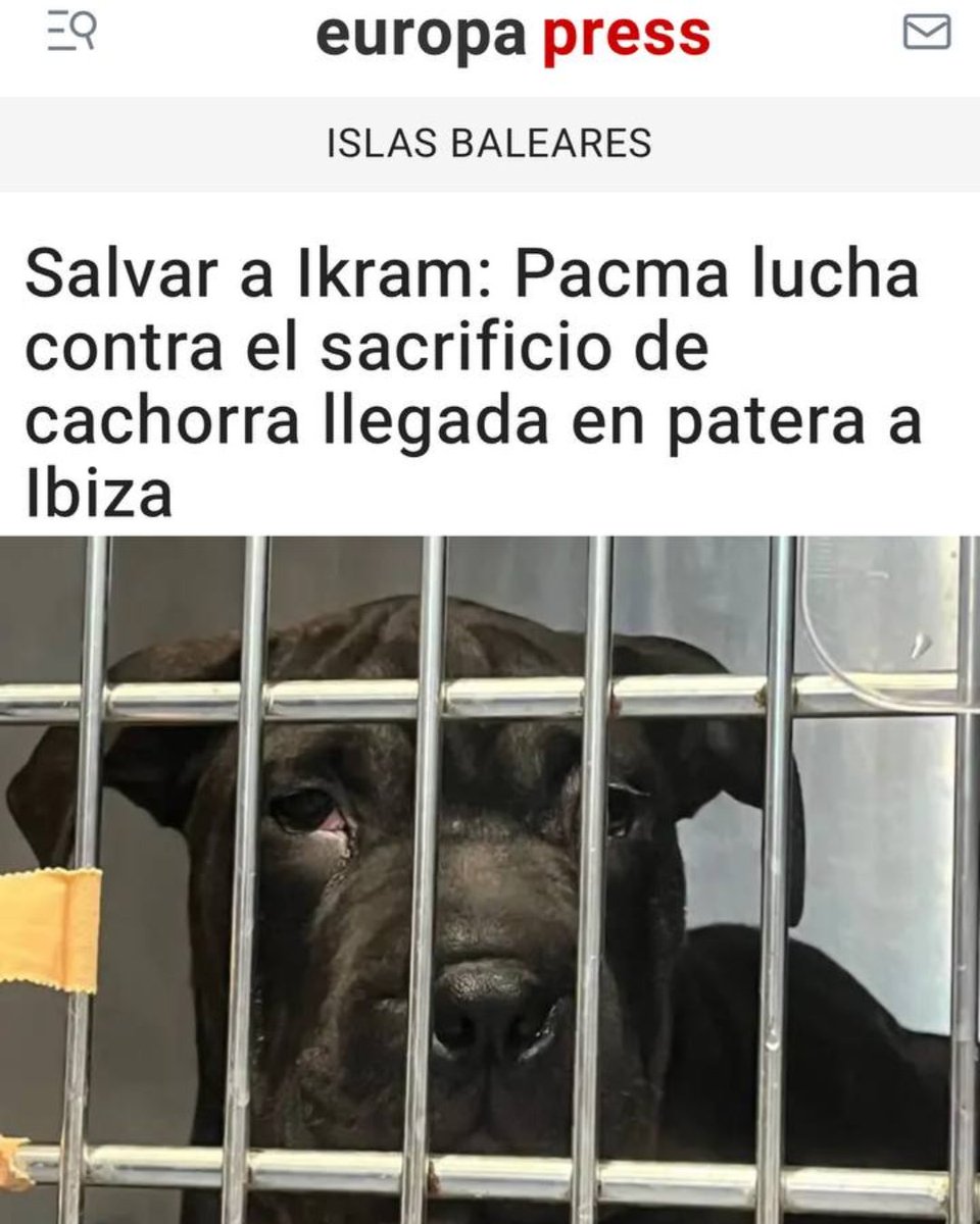 🙏¡Deben salvar a Ikram!

🐶Esta perrita de menos de tres meses llegó el jueves a Ibiza en patera desde Argelia, con todos sus papeles en regla. Solo le falta la vacuna antirrábica, que se pone a partir de los tres meses de edad, necesaria para que los perros entren en la Unión