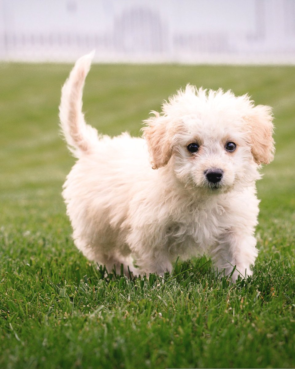 Puppy-approved turf, right under their paws! 🐾💚

Give your furry friend a soft, safe, and durable lawn they’ll love to run and roll on.

Turfgrass varieties like TifTuf and Zeon offer low maintenance, high performance, and pet-friendly comfort all year long.