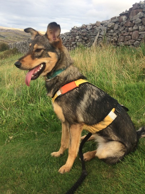 Urgent home needed for Tina 🙏

Tina is 5-6 years old and medium size.
She has been in her home for 5 years but is not getting on with the resident dog ☹️
She can live with cats and kids following slow introductions.
Tina loves walks and exploring!

Apply: pawprints2freedom.co.uk/apply