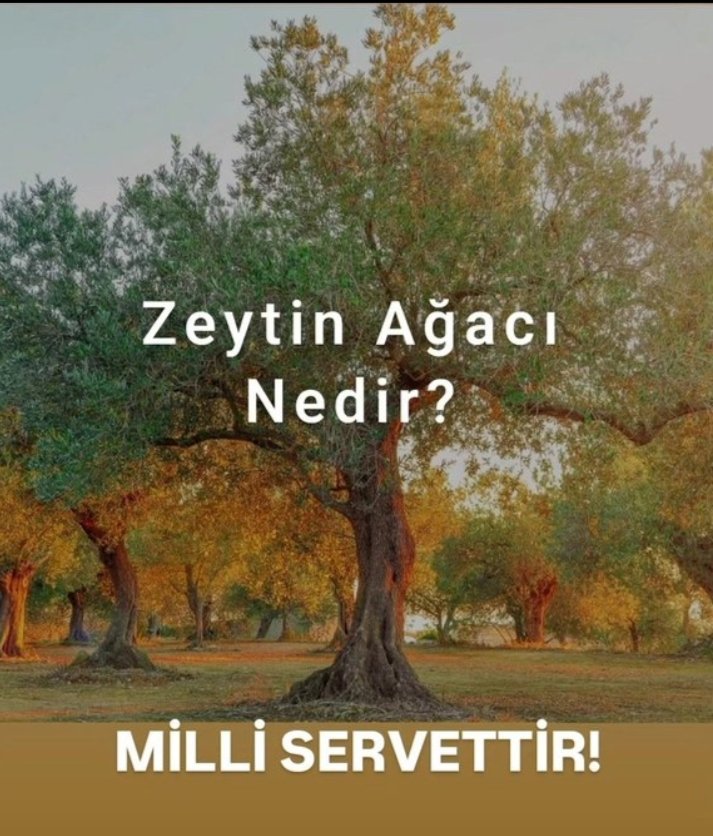 İklim Kanunu ile fosil yakıtların yasaklanacağı bir ülke de Zeytin ağaçlarının kömür madenleri için kesilmesi mantıklı gelmiyor. 
Sebebi :Tin suresi olabilir mi? 
Zeytin yaprağında yazan İsmi Azam 
Ya da Nur un siyah olması, gölgesinin olmaması.
#ZeytinimeDokunma #ZeytinHayattır