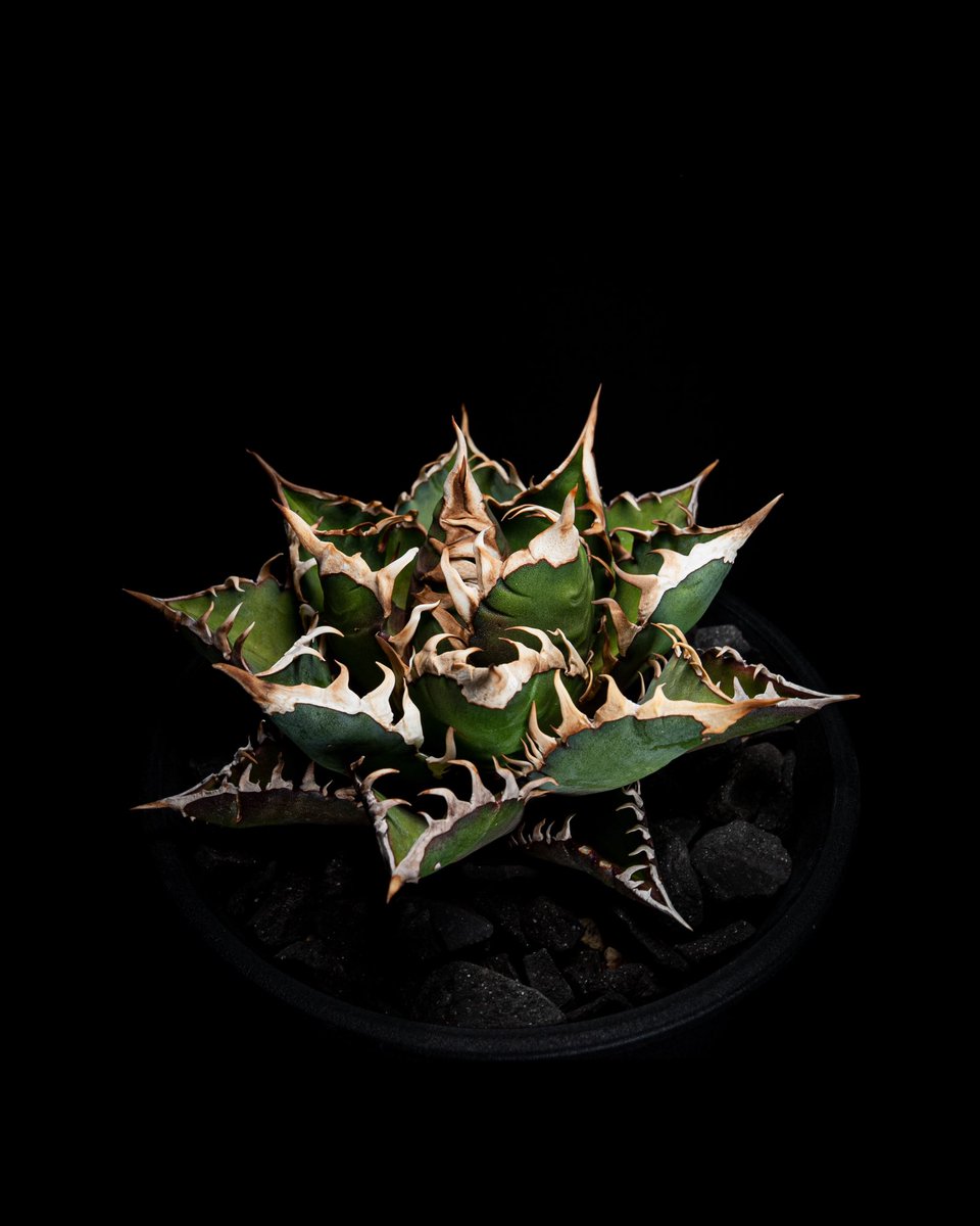 アガベ・チタノタ
レッドキャットウィーズル

#photographer 
#アガベ
#レッドキャット　
#大阪