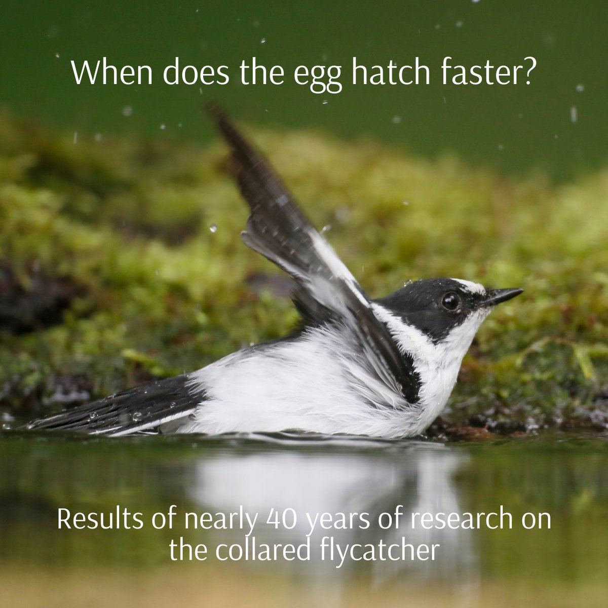 New publication!😍

Ecological drivers and fitness consequences of incubation period in Ficedula albicollis (Collared Flycatcher): insights from a long-term dataset.🐦

🔗Link to the article: doi.org/10.1093/ornith…

📷Canva (MikeLane45)