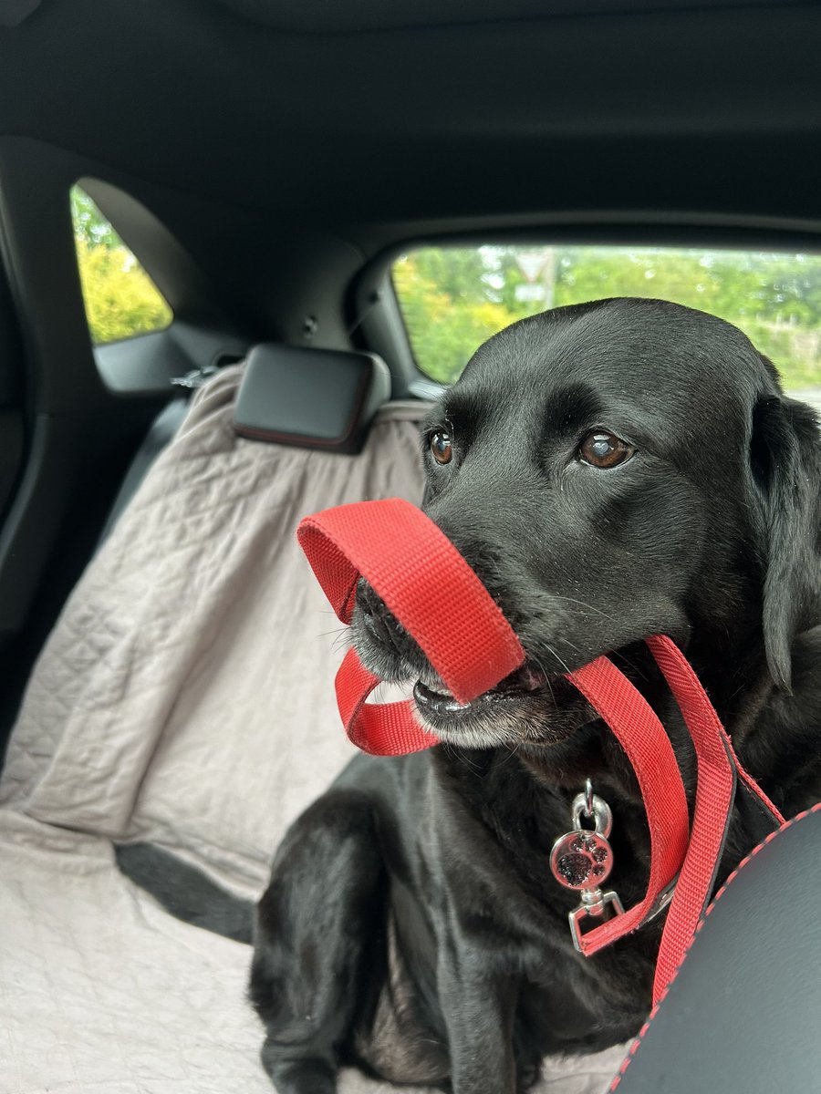 Harris Hound π SayNoToGreyhoundRacingInScotland (@jura_harris) on Twitter photo Off to see Nan! Biscuits! π Off to see Nan! Biscuits! π