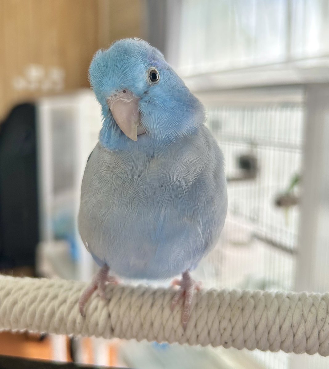 仕事で早起きさせちゃったので寝る時間も早めにしてだいぶ前から鳥たちは夢の中🌙