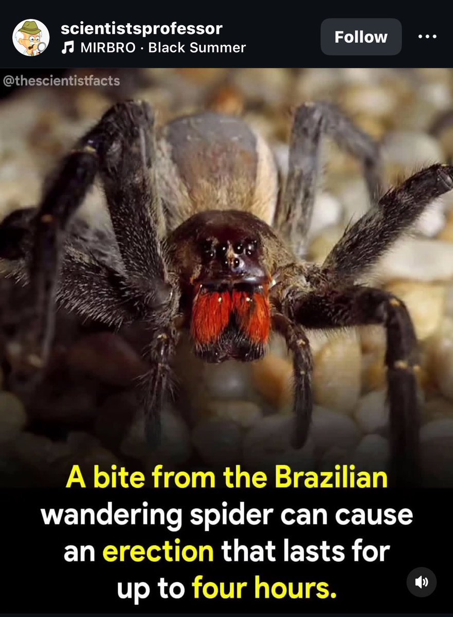 Oh no…How did this spider get in the house? ⁦<a href="/trueLiberalist/">Freedom and Liberty for All🏴</a>⁩ check out our new pet spider 🕷️