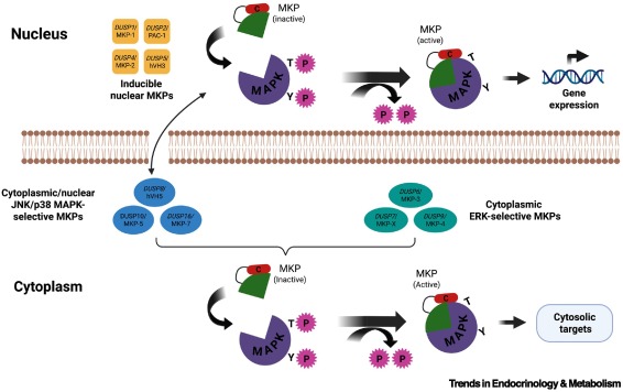 Trends_Endo_Met's tweet image. Online Now: MAP kinase phosphatases in metabolic diseases dlvr.it/TLX7cG #trends #endocrinology #metabolism