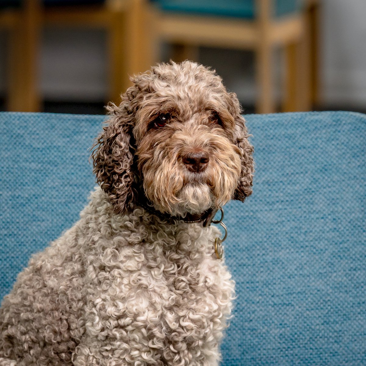 Meet Lola- Our <a href="/GCIL_DPO/">Glasgow Centre for Inclusive Living</a> mascot who regularly brightens up the office with her visits. #DogsOfX #AustralianLabradoodle
