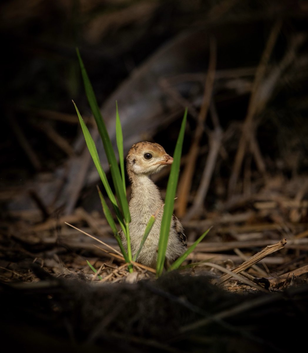 Mike Chamberlain tweet media