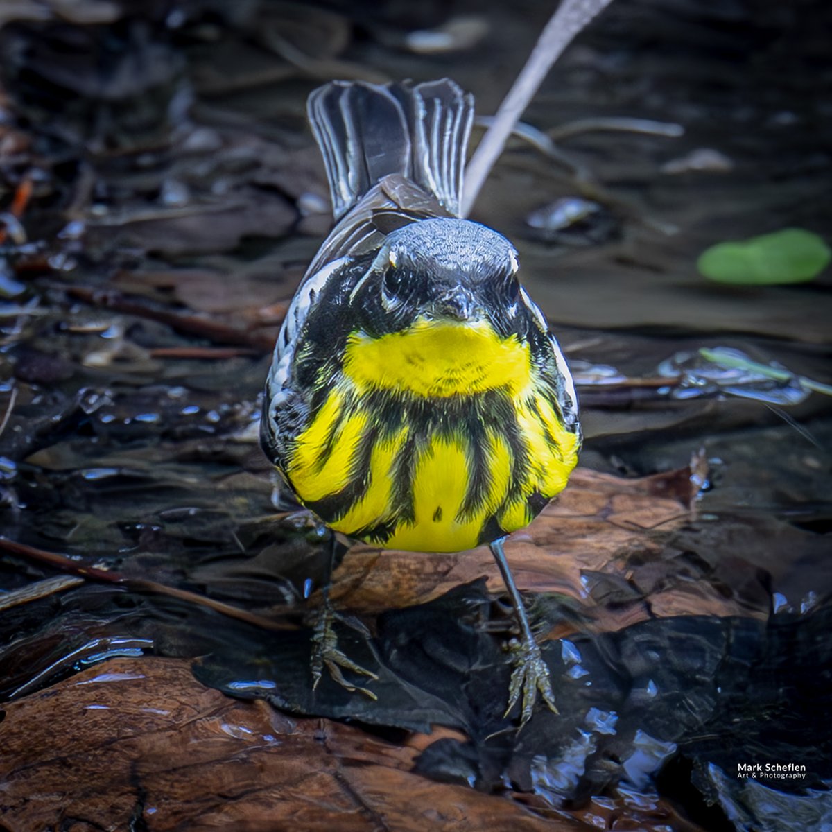charlieschef's tweet photo. Magnolia Warbler, Pool area, Central Park, NYC. https://t.co/IlAnL7KyJF #birdphotography #echowatch #wildlifeplanet #nycbirdalliance #wildlifephotography #naturephotography #birdlovers #wildlifephotographer #birdwatching #birds #springmigration #birdcpp #magnoliawarbler #magnolia https://t.co/oM7sV5IpZS