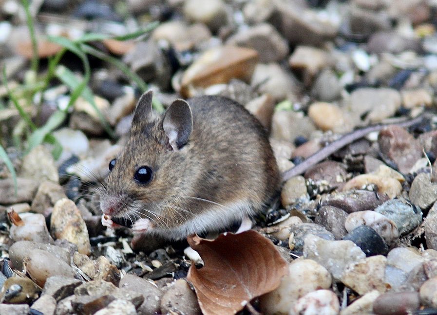 #Alphabetchallenge #Weekzforzoology <a href="/sheenz_m_/">🅢🅗🅔🅔🅝🅐</a> 
Wood mouse