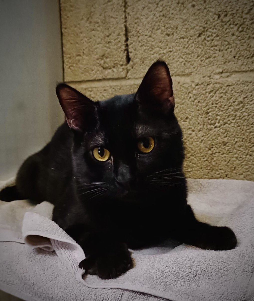 Hoy es #MartesDeAdopción y os presentamos a esta belleza felina 🐾

Ella es Tuga, una 🐈‍⬛ muy dócil y cariñosa, que estamos casi seguras que ha debido caer de una terraza. Cuando la encontramos mostraba signos de dolor al movilizarla 😔

📍Recogida cerca de la C/Vizcaya nº 2.