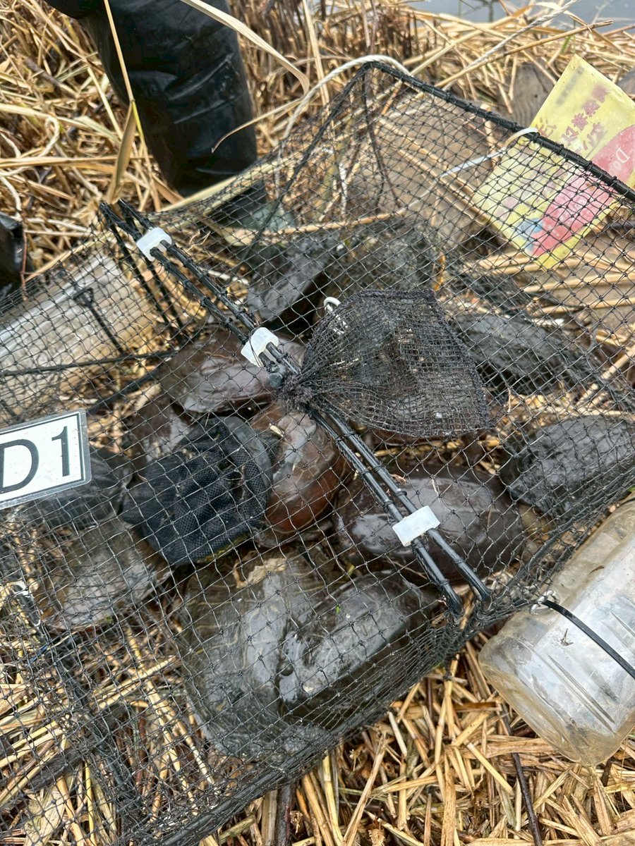 皆さまの助けと拡散する力を貸して下さい。クサガメを早く条件付特定外来生物へ！亀の食害等により水草が消失してしまいました。現在、亀の防除を
4回してクサガメが286匹も捕れていますが今の法律ではリリースしかなく
このままでは更に繁殖してしまいます
手遅れになる前に助けて下さい。現場より