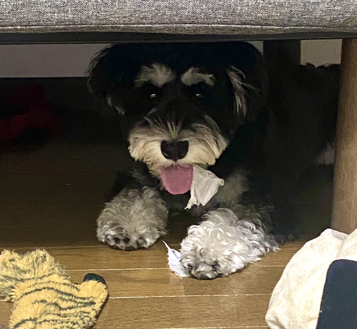 love_gohan_enji's tweet image. にこやかティッシュ犬