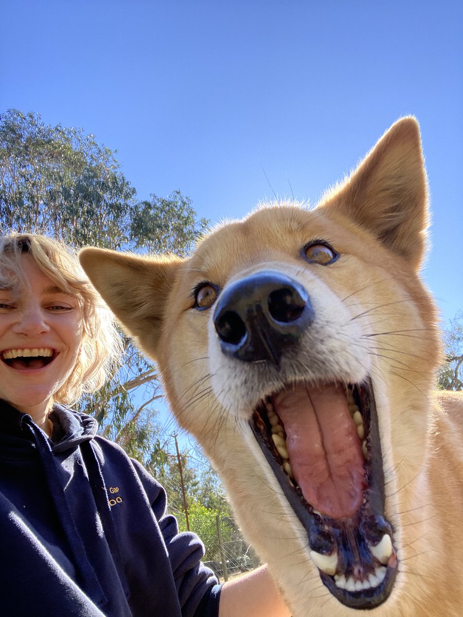 ferylstreep69's tweet photo. havent used this ass website since it got taken over by nazis, anyway i’m a zookeeper in australia now https://t.co/pENvvFGO1b