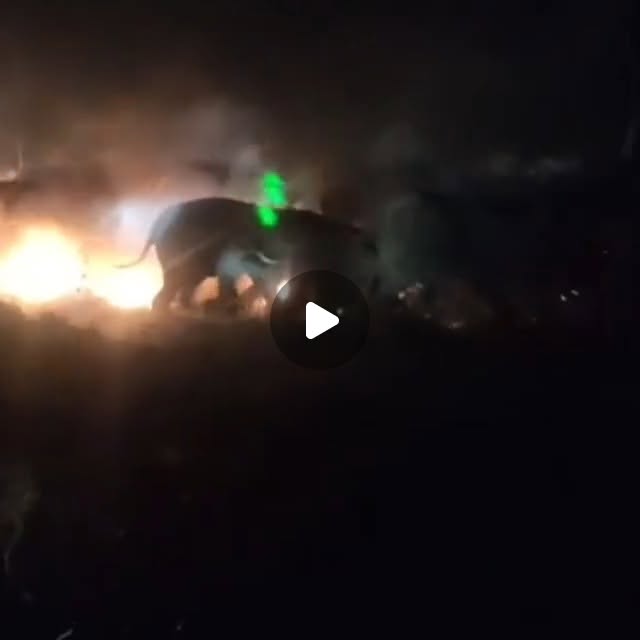 Save The Asian Elephants (@stae_elephants) on Twitter photo Deeply shocking: fire missiles strike elephant herd and a calf is set alight, screaming. Please take action: Minister of Environment, Mr. Bhupender Yadav: Bhupender.Yadav@sansad.nic.in. West Bengal Wildlife Department: wbwildlife@gmail.com. Thank you. zurl.co/tEtTr Deeply shocking: fire missiles strike elephant herd and a calf is set alight, screaming. Please take action: Minister of Environment, Mr. Bhupender Yadav: Bhupender.Yadav@sansad.nic.in. West Bengal Wildlife Department: wbwildlife@gmail.com. Thank you. zurl.co/tEtTr