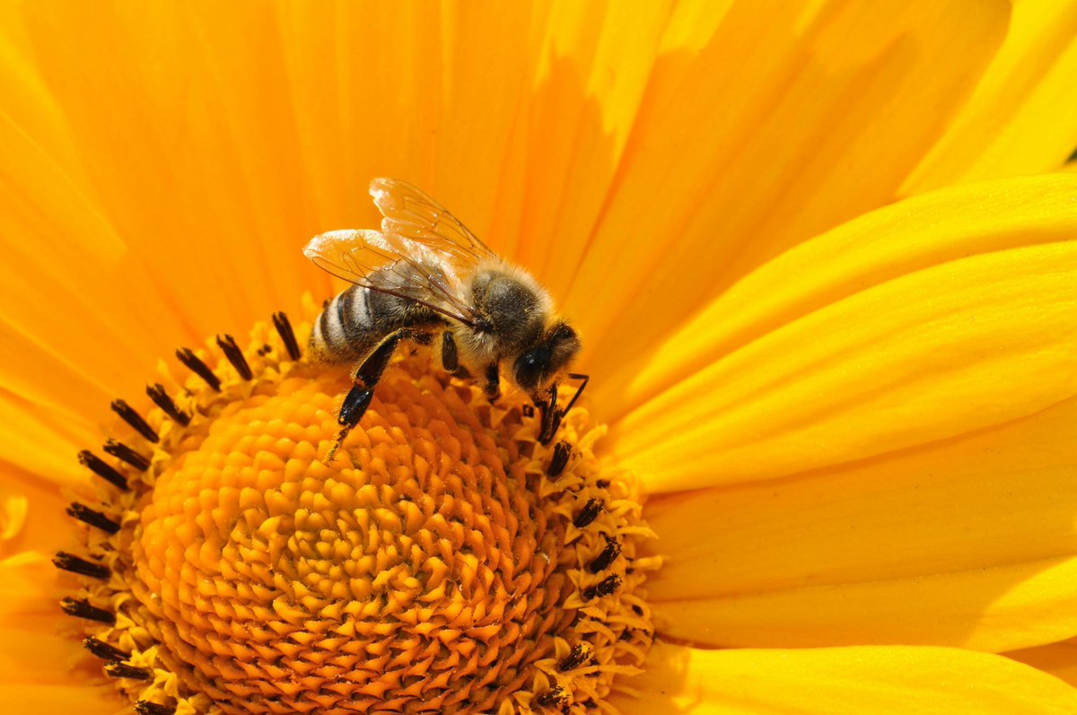 Bridgend CB Council (@bridgendcbc) on Twitter photo This week is #NationalInsectWeek 🪲
To celebrate, @awen_wales will be holding a Guided Pollinator Walk with Entomologist Liam Olds at <a href="/BryngarwPark/">Bryngarw Country Park</a> this Thursday!
More info 🔗 awenboxoffice.com/whats-on/natio… This week is #NationalInsectWeek 🪲
To celebrate, @awen_wales will be holding a Guided Pollinator Walk with Entomologist Liam Olds at <a href="/BryngarwPark/">Bryngarw Country Park</a> this Thursday!
More info 🔗 awenboxoffice.com/whats-on/natio…
