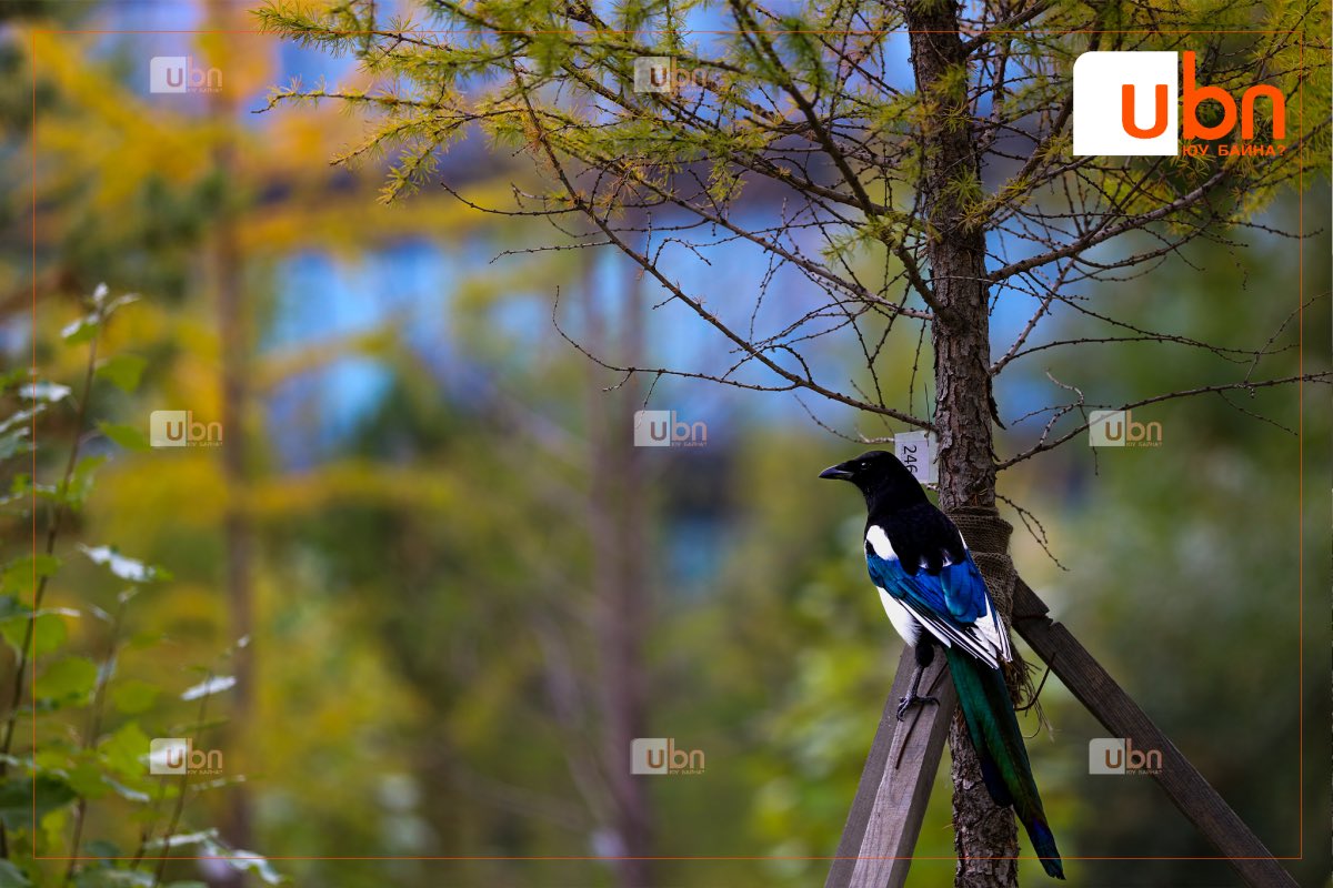 UBn.mn ЮУ БАЙНА on X: "МАРГААШИЙН ЦАГ АГААР: Улаанбаатарт өдөртөө 31 хэм дулаан https://t.co/4fjlZBLDJj https://t.co/BAMHjdYtME" / X