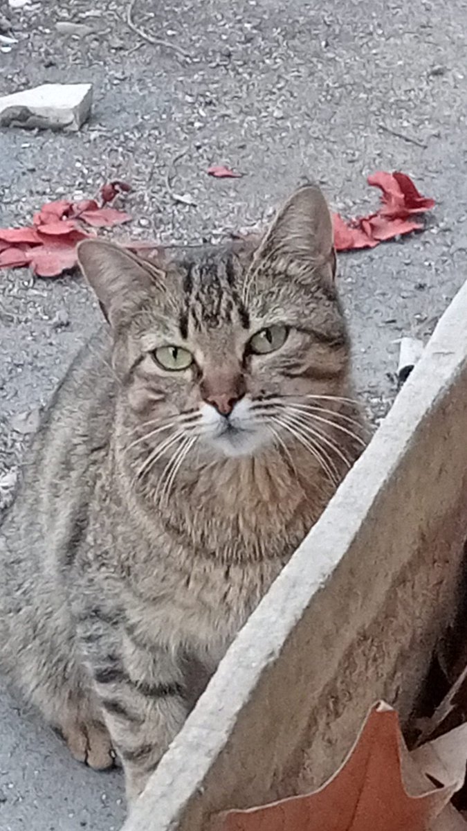 Colonia Procats tweet media