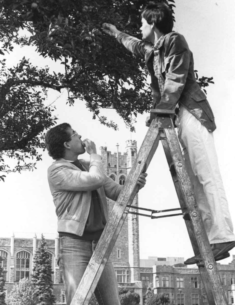 Plant Sciences Graduate Students Jack Berry and Richard Gardiner collecting apples from a tree on University Hill in 1984.

Photograph from The Way We Were collection.