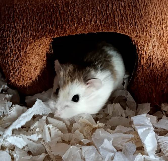 Colonia Procats tweet media