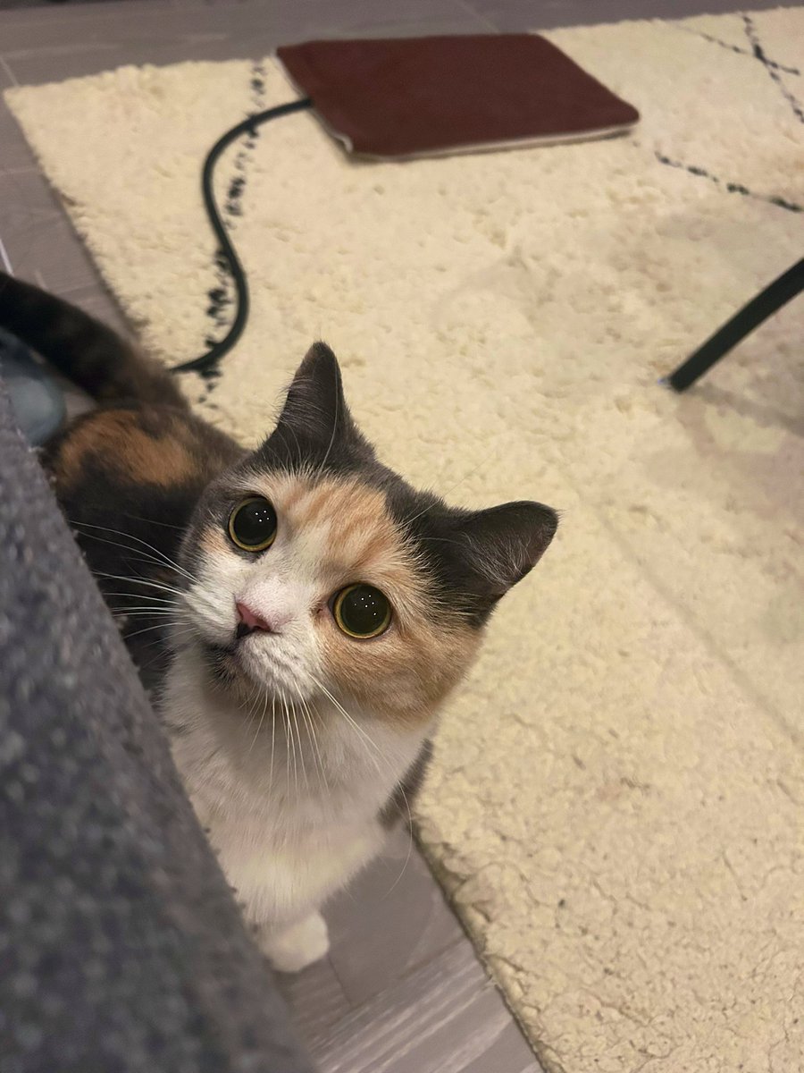 えま🐾はちわれマンチカン tweet media