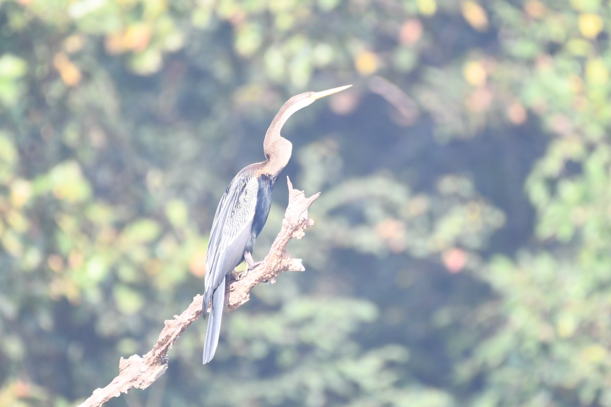During Asian Water Bird Census 2025 at Sepahijala WLS <a href="/moefcc/">MoEF&CC</a> <a href="/NationalBiodiv/">National Biodiversity Authority</a> <a href="/ForestTripura/">Tripura Forest Department</a>