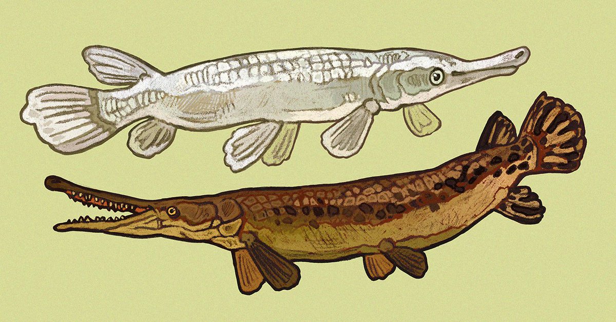 gar